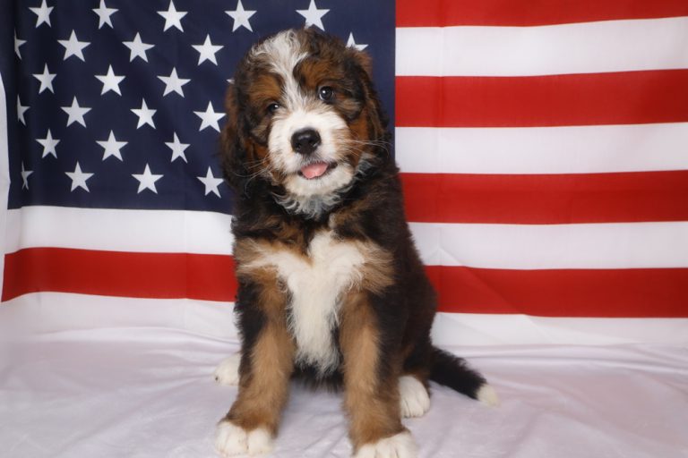 Adorable fluffy puppy sitting on a white surface with the American flag as a backdrop, tongue slightly out.