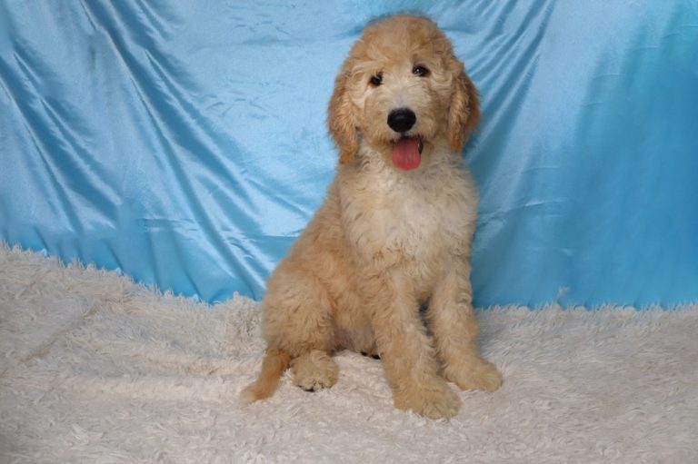 Golden doodle puppy sits on a white fluffy rug with a blue backdrop, tongue out in a friendly pose.