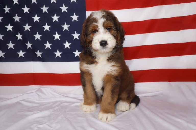 Bernedoodle puppy sitting on a white blanket with an American flag backdrop, looking at the camera.