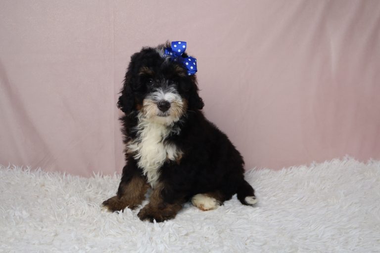 Fluffy tricolor puppy with a blue bow on its head sits on a white shag rug against a pink background.