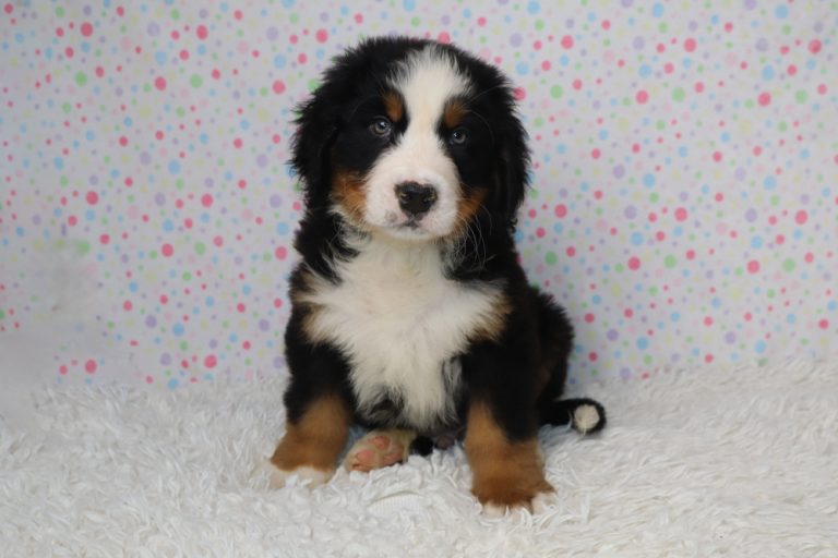 Bernedoodle puppy with black, white and tan markings sits on a white fluffy rug against a pastel polka-dot backdrop.