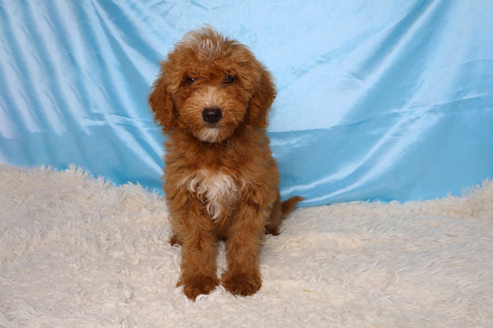 Brown curly-haired puppy sitting on a white fluffy rug with a light blue backdrop, looking at the camera.