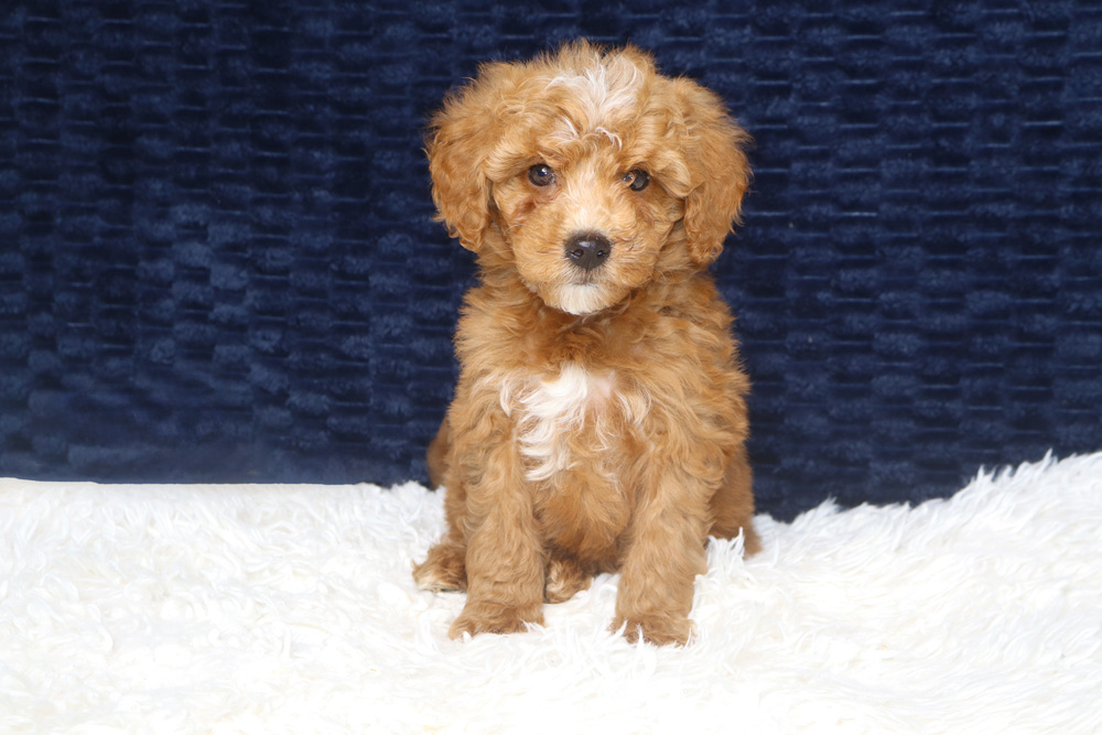 Young brown fluffy puppy sitting on a white rug with a dark blue background.