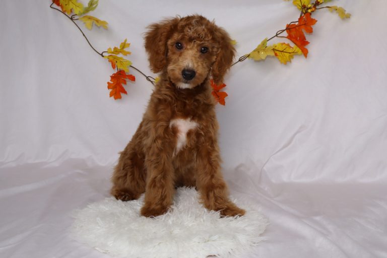 Young brown doodle puppy sitting on a white rug with autumn leaves garland behind.