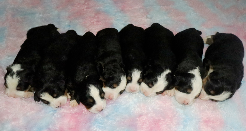 Nine black-and-white newborn puppies sleeping in a row on a pastel pink-blue blanket.