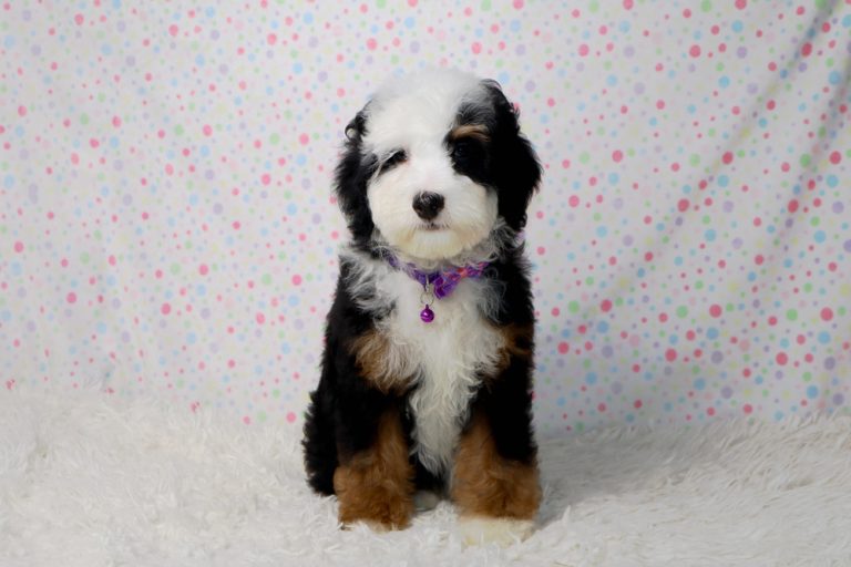 Bernedoodle puppy with black, white, and tan fur sits on a white fluffy rug against a pastel polka-dot backdrop, wearing a purple collar with a tag.