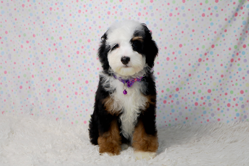 Bernedoodle puppy with black, white, and tan fur sits on a white fluffy rug against a pastel polka-dot backdrop, wearing a purple collar with a tag.