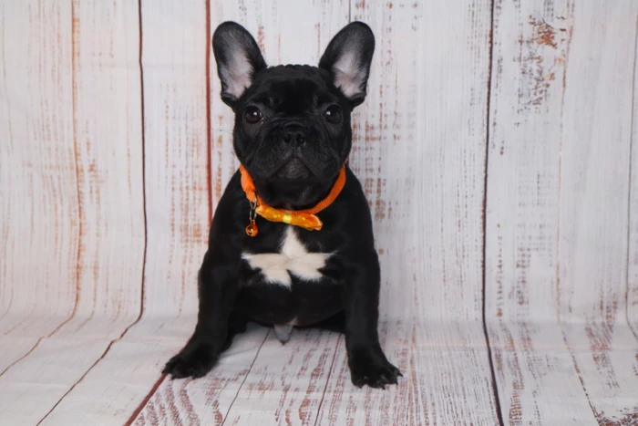 French Bulldog Puppy Available In Alabaster, Alabama