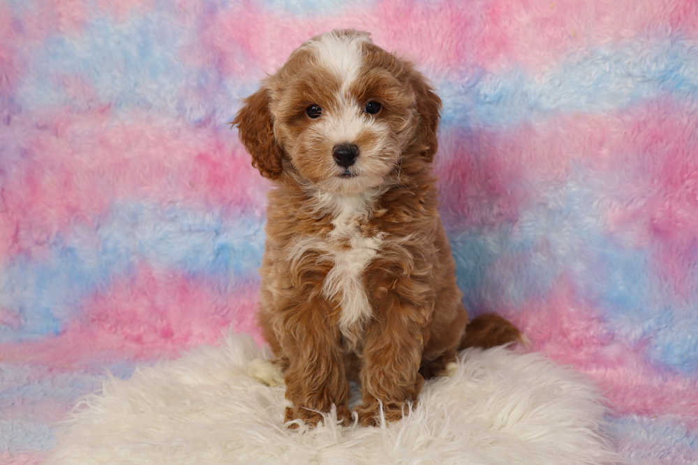 Brown and white fluffy puppy sitting on a soft white rug with a pastel pink and blue backdrop behind it. Inquisitive gaze toward the camera.