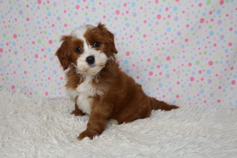 Cute brown and white puppy sitting on a fluffy white rug with a pastel polka-dot background,
