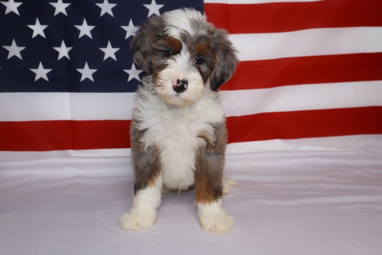 Cute fluffy tri-colored puppy standing on a white surface with the American flag as a backdrop (patriotic setting)