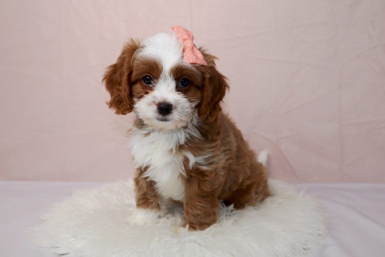 Cute brown-and-white puppy with a pink bow sits on a fluffy white rug, looking at the camera.