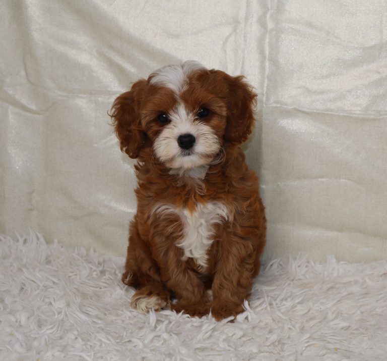 Brown and white fluffy puppy sitting on a white shag rug, looking at the camera with dark eyes and floppy ears.