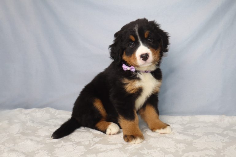 Bernese Mountain Dog puppy with a purple bow sitting on a white lace-patterned blanket against a light blue backdrop.
