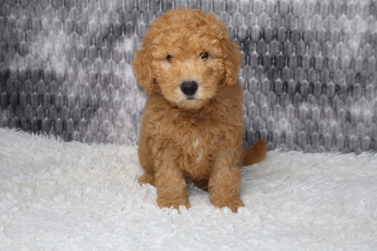 Brown curly-haired puppy sitting on a white fluffy rug, facing the camera.