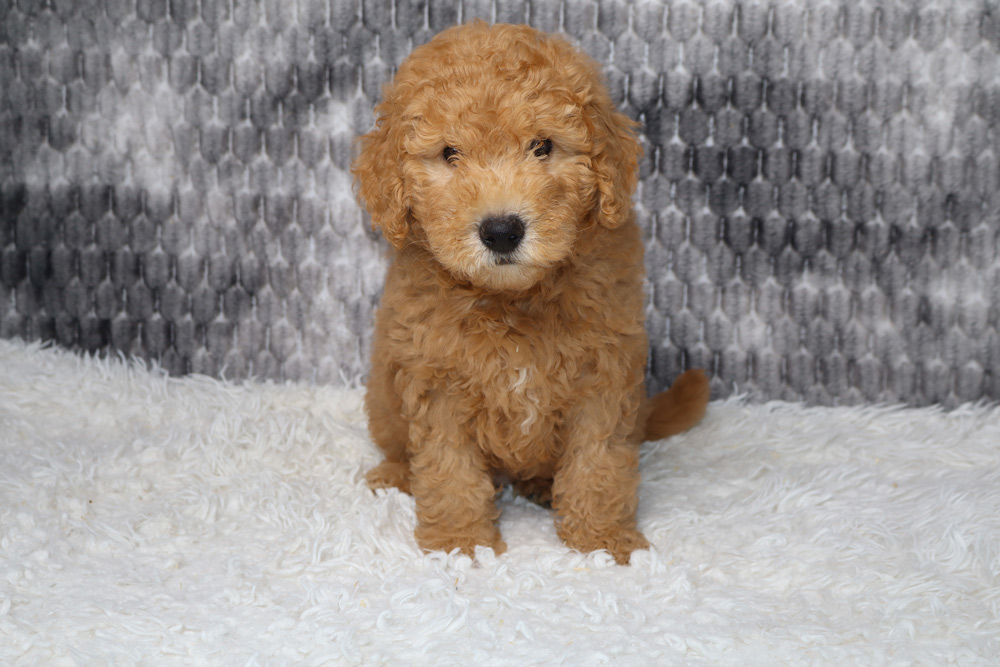 Brown curly-haired puppy sitting on a white fluffy rug, facing the camera.