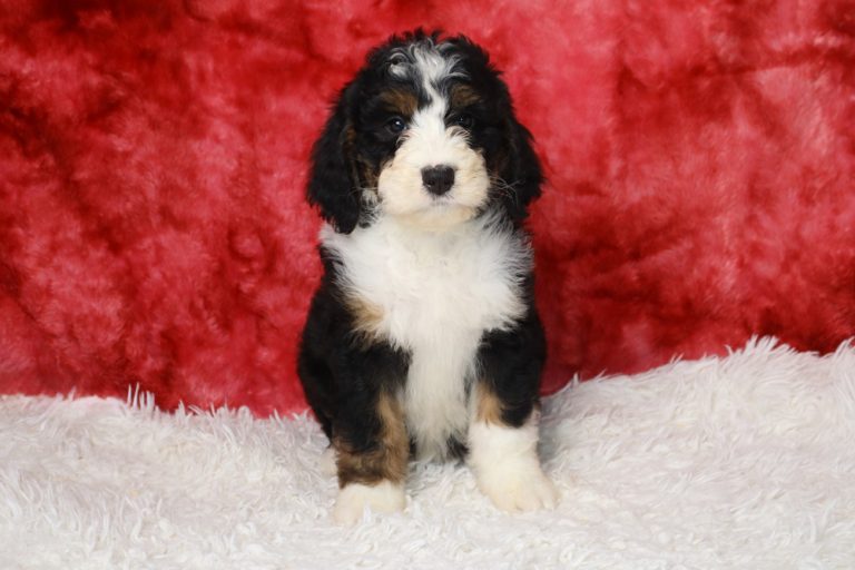 Tri-colored Bernedoodle puppy sitting on a white fluffy rug with a red backdrop while looking at the camera,