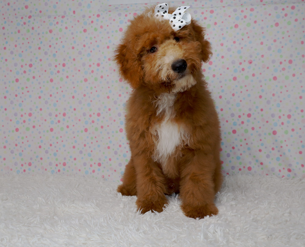 Cute brown fluffy puppy with a white polka-dot bow sits on a white shag rug in front of a pastel polka-dot background