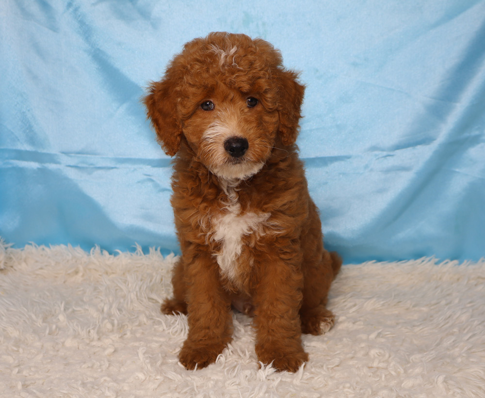 Brown curly-coated puppy sitting on a white fluffy rug with a light blue backdrop, facing the camera.