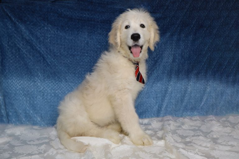 Fluffy white puppy wearing a red striped tie, sitting on a white patterned blanket with a blue backdrop.