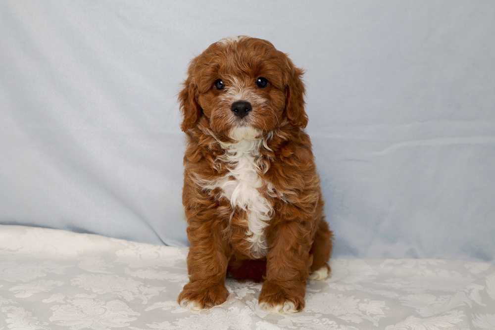 Cute brown and white doodle puppy sitting on a white patterned blanket with a light blue backdrop behind it.