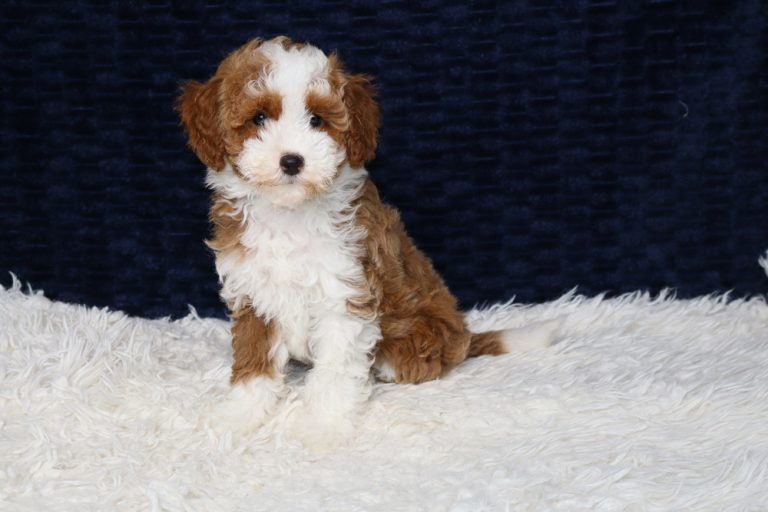 Brown and white fluffy puppy sitting on a white shag rug against a dark blue background, looking at the camera.