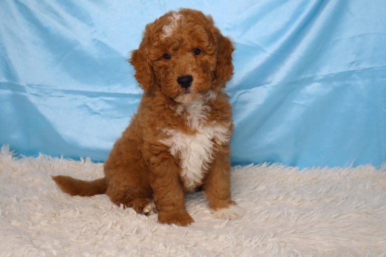 Brown curly-coated puppy with a white chest sits on a white shag rug against a blue backdrop.