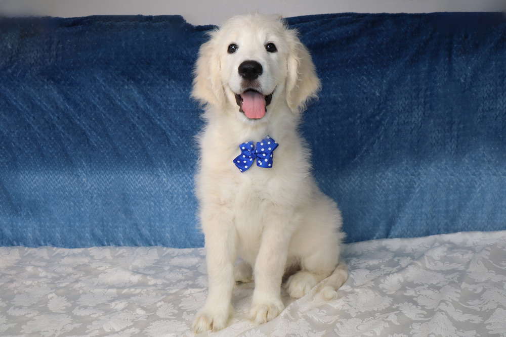 Cute golden retriever puppy sitting on a white patterned bedspread with a blue polka-dot bow tie in front of a blue backdrop.