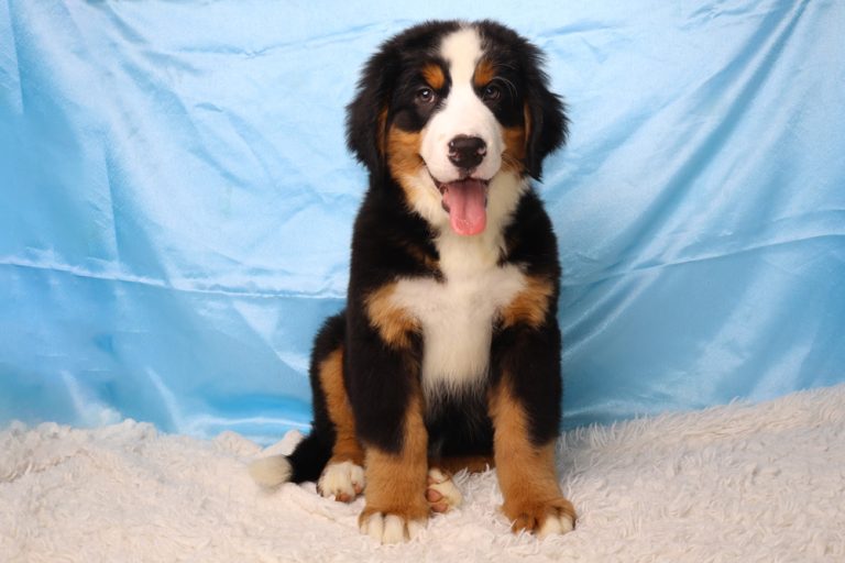 Young Bernese Mountain Dog puppy sits on a white fluffy rug with a blue backdrop, mouth open and tongue out.