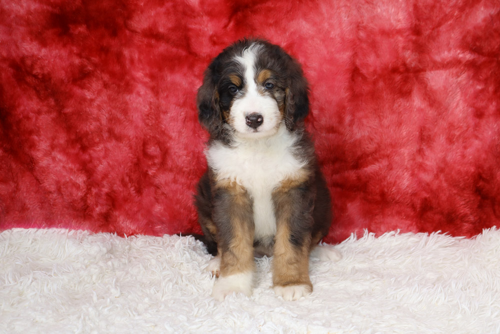Adorable tri-color puppy sitting on a white fluffy rug against a red backdrop, looking at the camera.