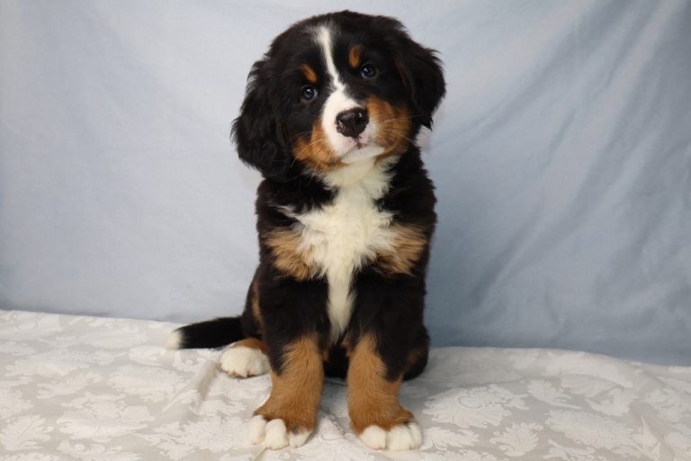 Adorable Bernese Mountain Dog puppy sitting on a patterned white tablecloth with a light blue backdrop, looking at the camera.