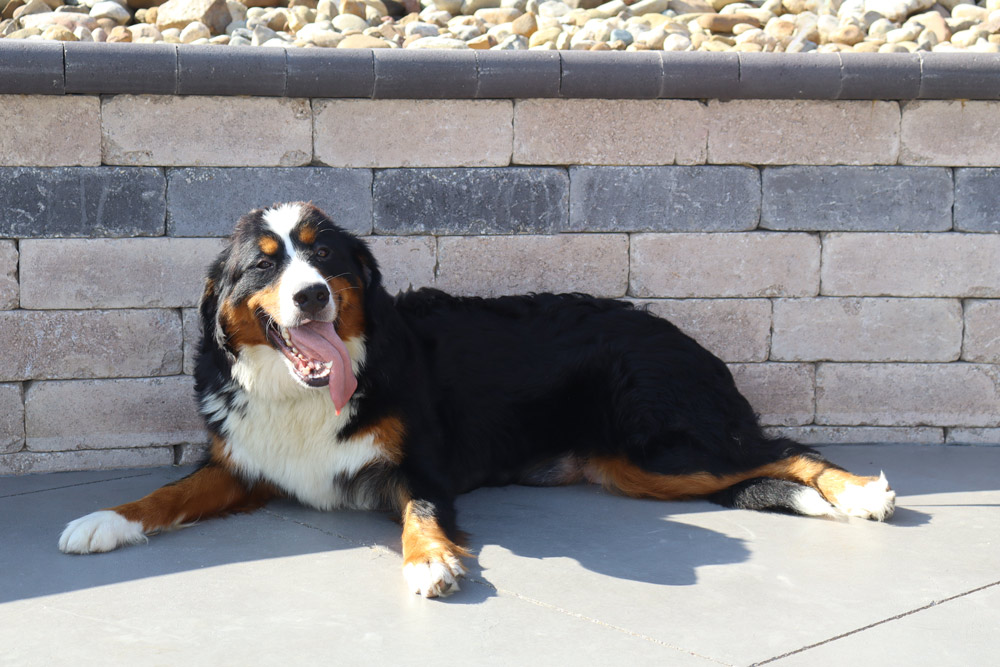 Bernese mountain dog lying on a paved patio with a stone wall behind, tongue hanging out in a sunny setting.