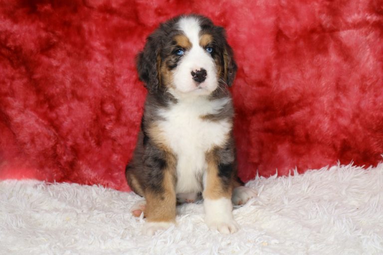 Adorable Bernese mountain dog puppy sits on a white fluffy rug with a red backdrop.”,