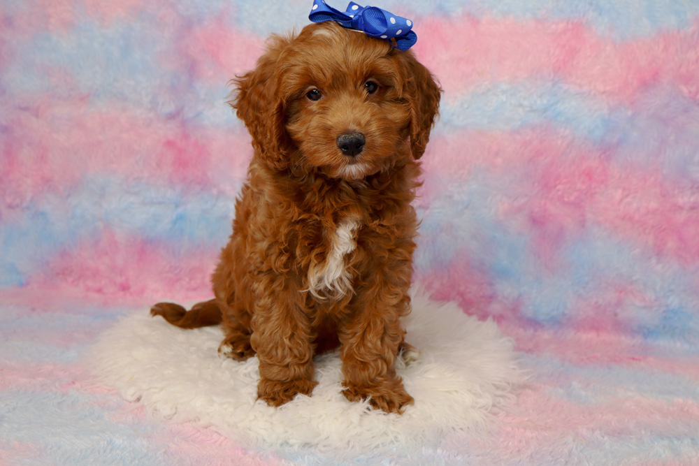 Cute brown puppy with a blue bow on its head sitting on a fluffy white rug with a pastel pink-and-blue background.