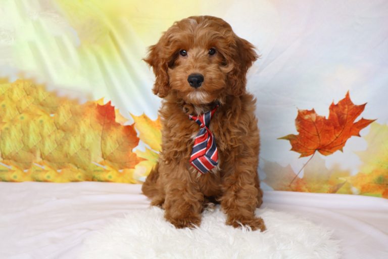 Fluffy brown puppy wearing a red, white, and blue striped tie sits on a white rug with autumn leaves in the background.