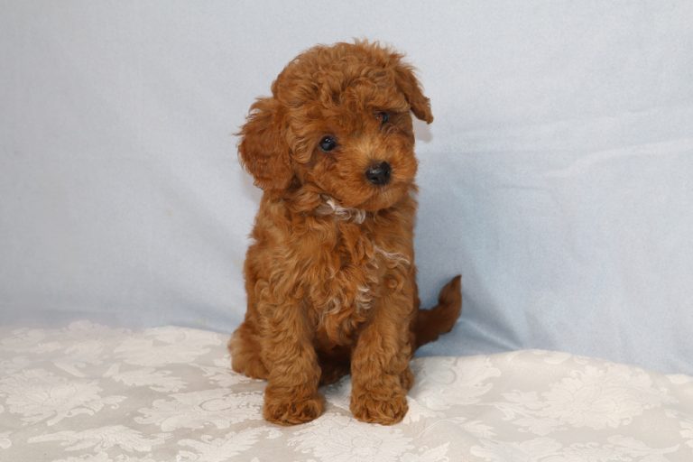 Brown fluffy puppy sitting on a white patterned blanket, facing the camera with a curious expression.