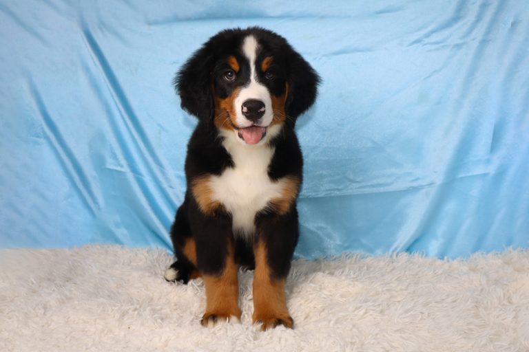 Young Bernese Mountain Dog puppy sitting on a white fluffy rug with a blue backdrop, looking at the camera with tongue out