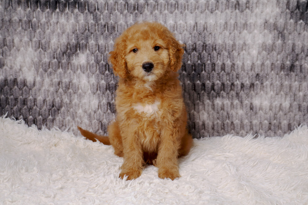 Golden, curly-haired puppy sitting on a white fluffy rug with a gray knitted backdrop, facing the camera.