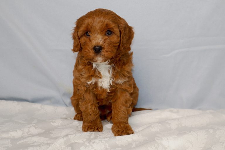 Brown fluffy puppy with a white chest sitting on a patterned white blanket, against a pale blue background, looking at the camera.