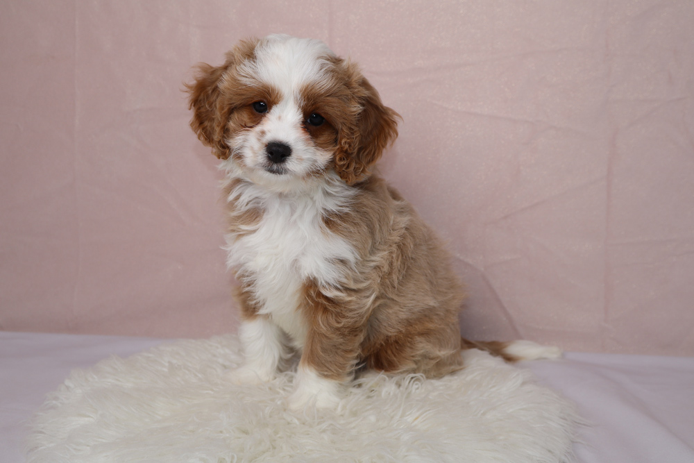 Brown and white fluffy puppy sitting on a white shag rug, facing the camera with a pink backdrop behind. It looks cute and curious.