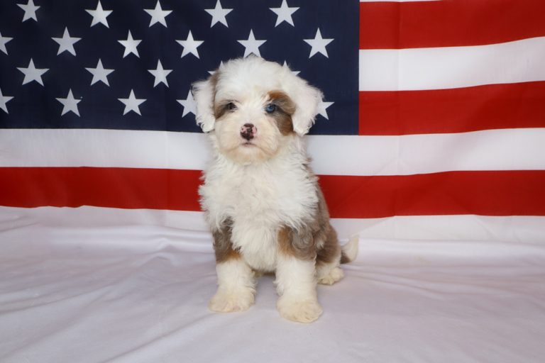 Fluffy white and tan puppy sitting on a white surface with an American flag backdrop, patriotic scene.