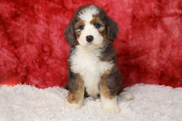 Cute tri-color puppy sitting on a white fluffy rug with a red backdrop, looking at the camera.