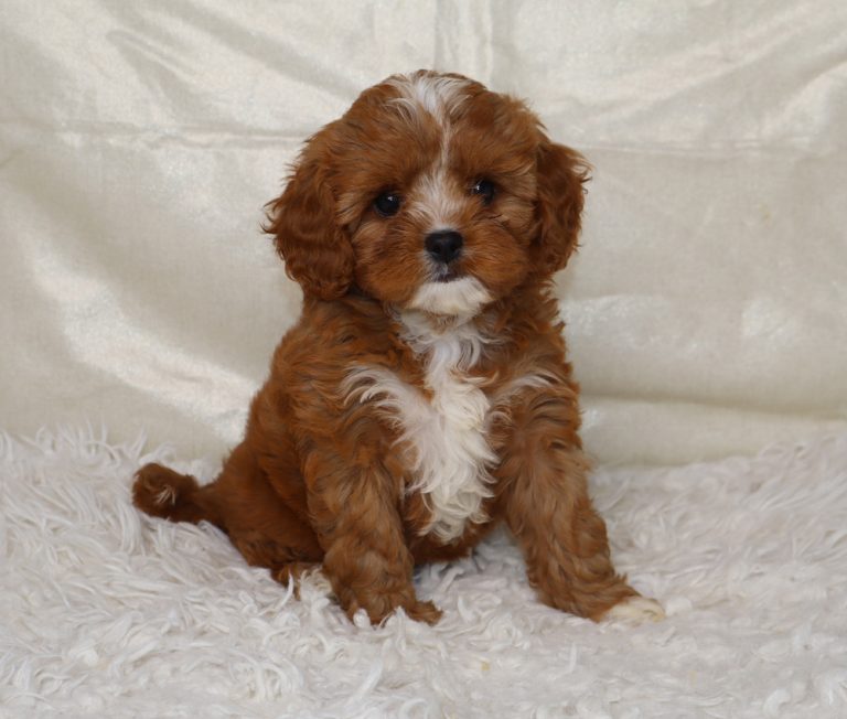 Cute brown and white puppy sitting on a fluffy white rug, looking at the camera.
