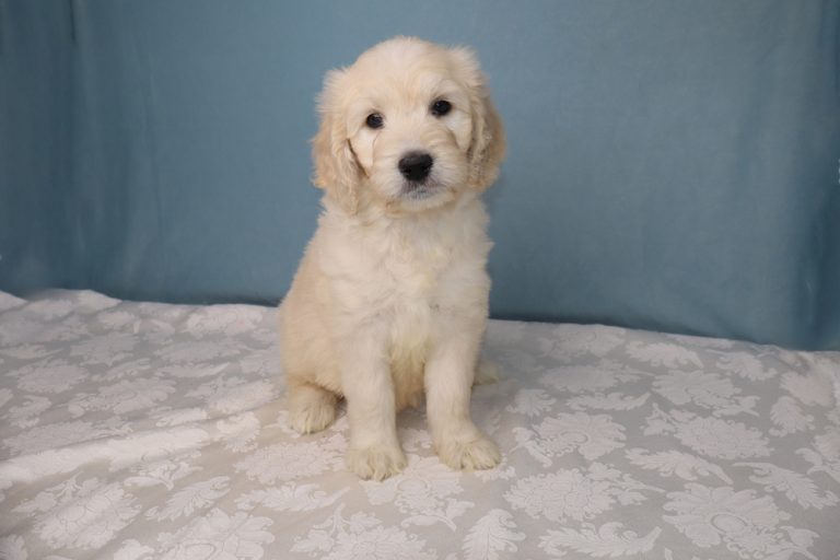 Golden retriever puppy sitting on a white floral blanket with a blue backdrop.