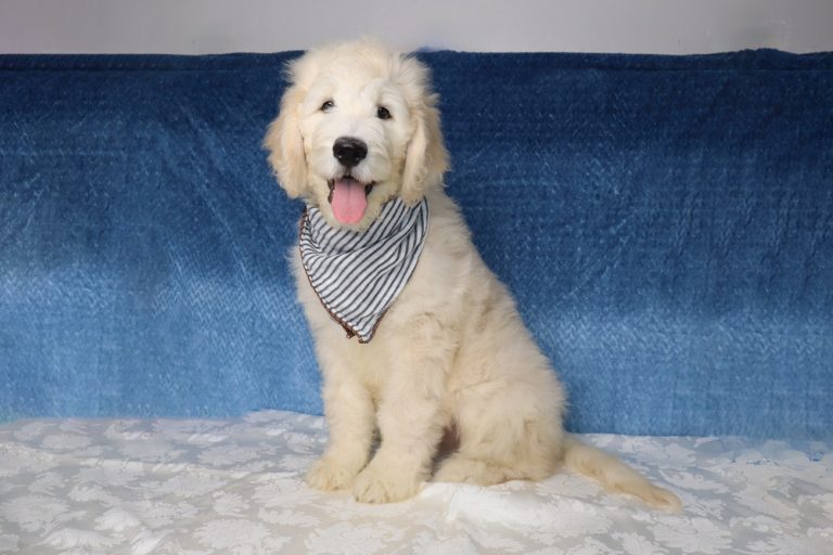 Cream-colored puppy sitting on a white patterned blanket, wearing a striped bandana, with a blue backdrop in the background.