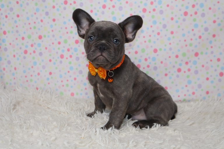Gray puppy wearing an orange bow and collar sits on a fluffy white rug with a pastel polka-dot backdrop.