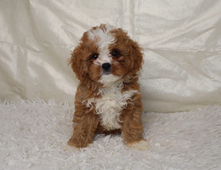 Curly brown and white puppy sitting on a white shag rug, facing the camera.