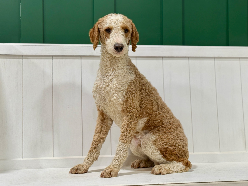 Cream-colored curly-haired dog sitting on a white wooden porch with a green wall behind it behind.