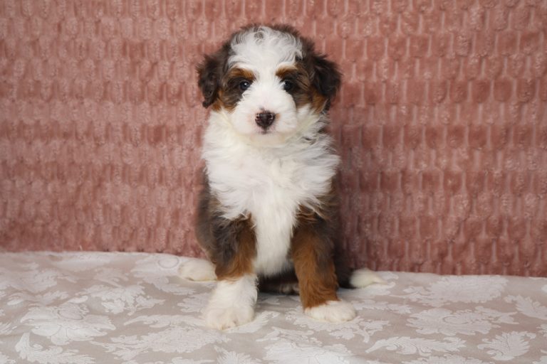Tricolor puppy with white, black and brown fur sits on a light patterned tablecloth, facing the camera.