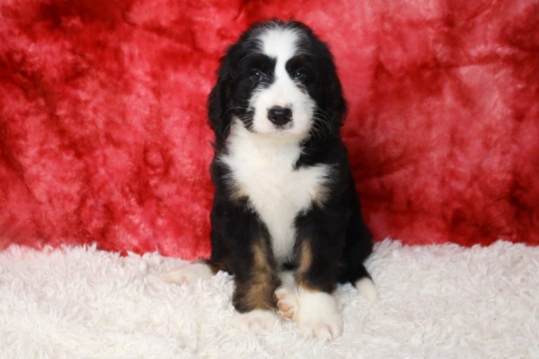 Black and white puppy with tan paws sits on a white fluffy rug against a red backdrop, looking at the camera.